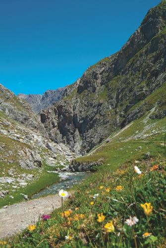 a field of flowers on a mountain with a river at Unterlutaschg-Chalet Appartement am Hof in Slingia