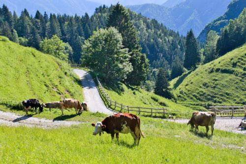 a group of cows grazing in a field on a mountain at Agriturismo al Marter in Ledro