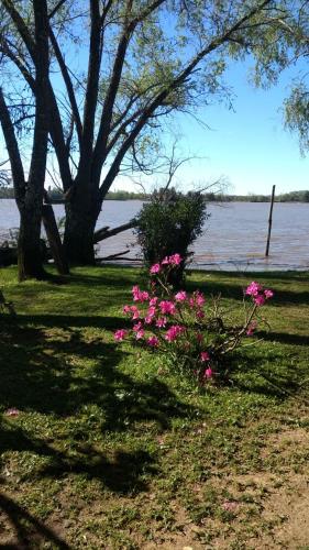 a bush with pink flowers next to a body of water at COEMBOTA Cabañas in Tigre