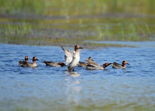 a group of ducks swimming in the water at The Backwaters Lodge in Wilpattu
