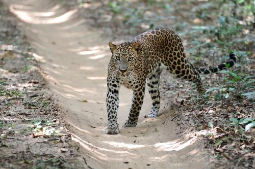 a jaguar walking down a dirt road at The Backwaters Lodge in Wilpattu
