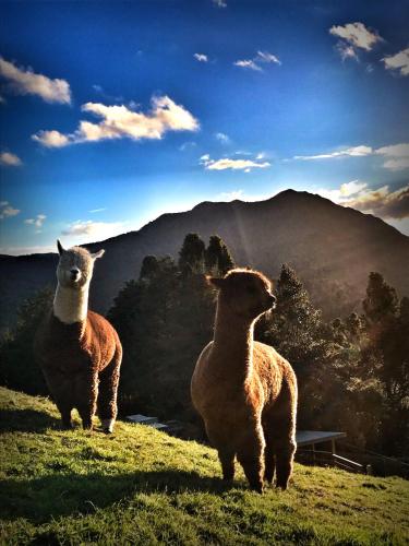 two sheep standing in a field with mountains in the background at The Dome Waikino in Waikino