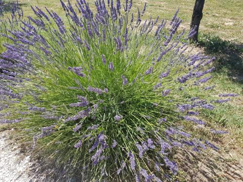 a plant with purple flowers in a field at Gite Les Lavandes in Vaison-la-Romaine