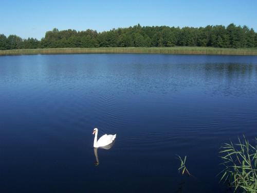a white swan swimming in a large lake at Domwigierski pl -Jeziorki -GR- Comfort-Ferienhaus-Polen - własna linia brzegowa i sauna in Wysoki Most