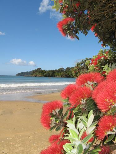 a bunch of red flowers on the beach at By the Bay Beachfront Apartments in Mangonui