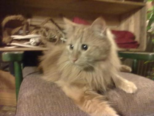 a cat sitting on the back of a couch at Christinagården Guesthouse in Ramsele