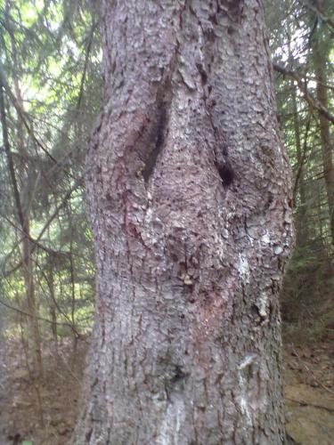 a tree trunk with a face in the middle of it at Christinagården Guesthouse in Ramsele