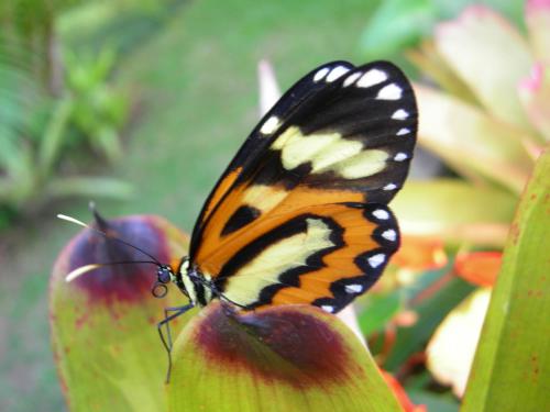 a butterfly sitting on top of a flower at Hotel Akaskay in Nova Friburgo