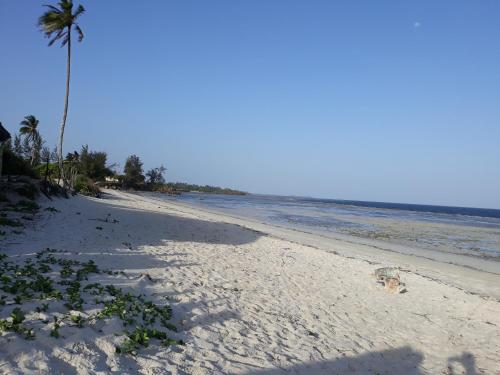 a dog walking on a sandy beach with a palm tree at Mango Lodge MSAMBWENI in Kisimachande