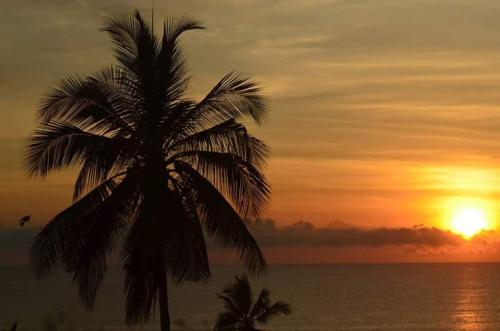 a palm tree on the beach with a sunset at Mango Lodge MSAMBWENI in Kisimachande