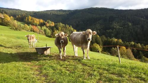 Animales en el agroturismo o alrededores