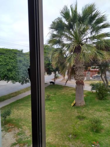 a view of a palm tree from a window at Departamento Familiar in Coquimbo