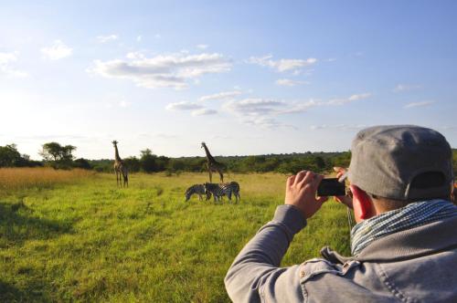 a man taking a picture of giraffes and zebras at Chikunto Safari Lodge in Kakumbi