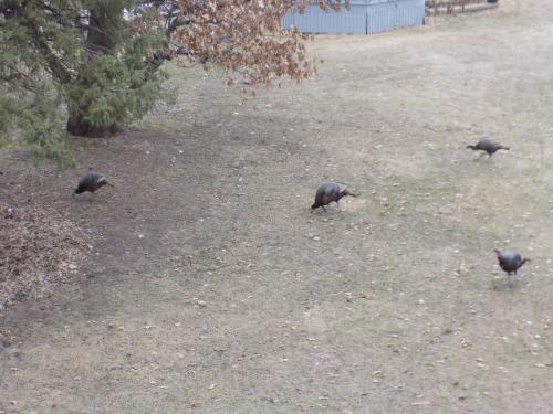three birds walking around in the grass in a yard at StoneWall House in Lake Elmo