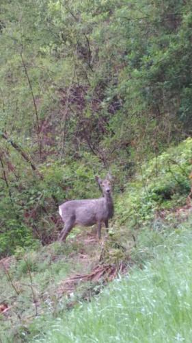 a deer standing in the grass in a field at Baita Figliezzi in Castello Tesino