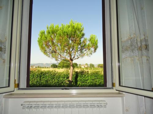 a window with a tree in a field behind it at Residence Terra Dei Santi Country House in Spello