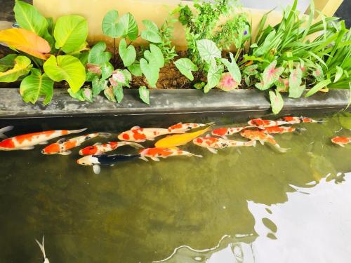 a group of koi fish swimming in a pond at Palm Pran Resort in Pran Buri