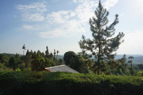 a small pine tree sitting on top of a hill at Masaka Backpackers, Tourists Cottage & Campsite in Masaka