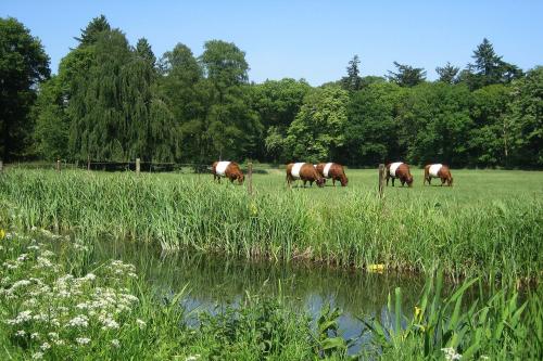 a group of horses grazing in a field next to a pond at Landgoedhotel Woodbrooke Barchem in Barchem