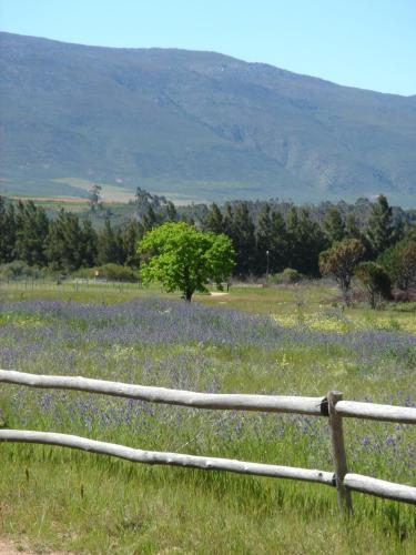 a wooden fence in a field of flowers at Welbedacht Game & Nature Reserve in Tulbagh