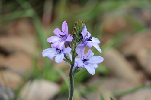a purple flower with a bee on top of it at Welbedacht Game & Nature Reserve in Tulbagh