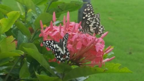 two butterflies are sitting on a pink flower at Elysium Kovalam in Chennai