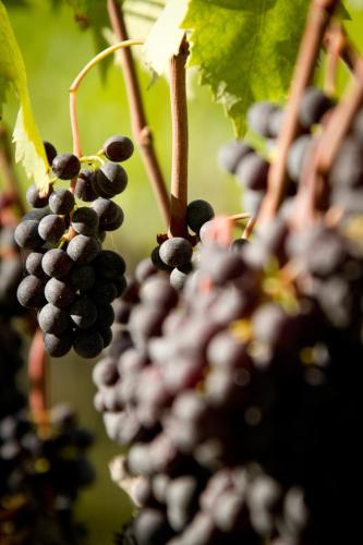 a bunch of black grapes hanging from a vine at Fattoria Fibbiano in Terricciola