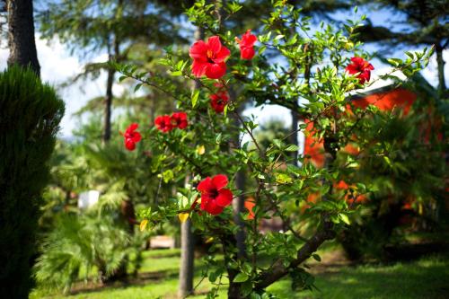 a group of red flowers on a tree at Atlantis Palace Hotel in Mascali