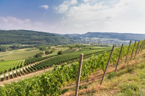 a vineyard with a bunch of green grapes at Kurhotel Markushof in Bad Bellingen