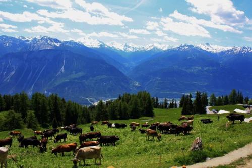 a herd of cows grazing in a field with mountains at Le Mayen de Colombire in Crans-Montana