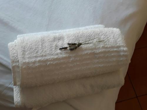 a mosquito sitting on a white towel at Toscana Cottage in Port Elizabeth