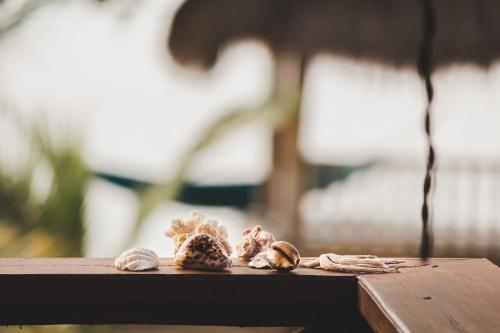 a group of shells sitting on a wooden table at Palmyra Indah Bungalows in Sekotong