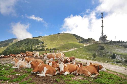 a herd of cows laying in the grass on a hill at Apartments Sivka - Private Sauna in Cerklje na Gorenjskem