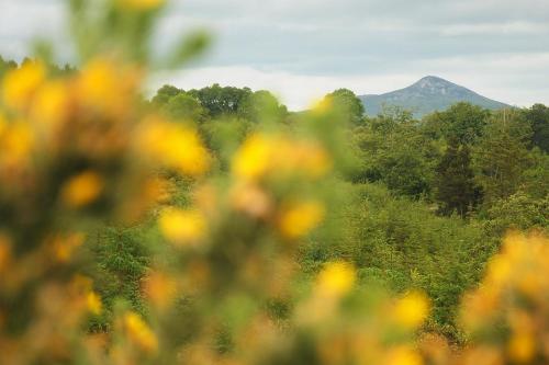 a mountain in the distance with a field of flowers at Lus Mor in Roundwood
