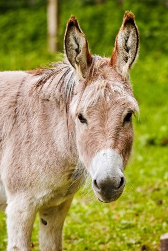 a donkey standing in a field of grass at Pension Haus am Einberg in Meschede