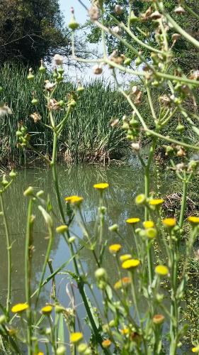 a body of water with yellow flowers in the foreground at Amberhall Guesthouse in Johannesburg