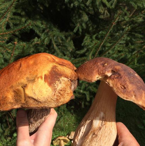 Φωτογραφία από το άλμπουμ του Eco Sadiba KasKad σε Velyka Volosyanka