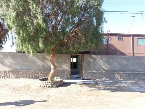 a tree in a pot in front of a building at Juku Hostal in Calama