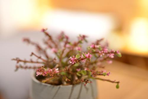 a potted plant with pink flowers in it at Rock&Wood Cozy House in Hangzhou