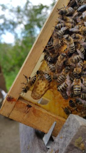 a group of bees in a wooden box at Tourist farm Pri Andrejevih in Narin