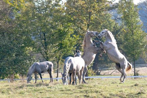 three horses standing in a grassy field with trees at Tourist farm Pri Andrejevih in Narin