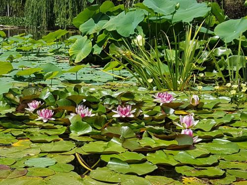 Κήπος έξω από το Posada del Olivo