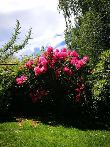 a bush of pink flowers in a yard at Belmont Motor Inn in Christchurch