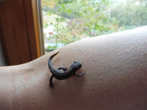 a small lizard tattoo on the arm of a person at Kleine Villa im wilden Garten in Gummersbach
