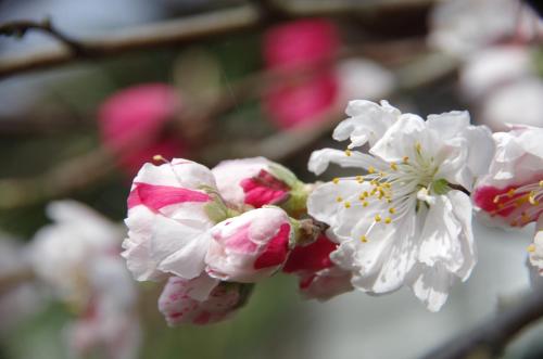 a group of pink and white flowers on a tree at Ryoso Chatani in Kyoto