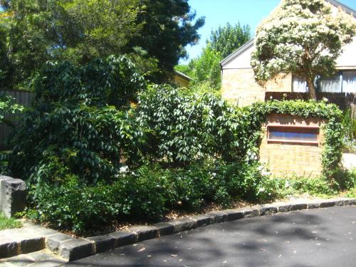 a bush that is on the side of a house at Bungunyah Apartments in Croydon