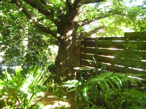 a tree sitting next to a bench under a tree at Bungunyah Apartments in Croydon