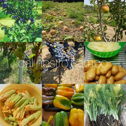 a collage of different pictures of fruits and vegetables at torre casciani in Ugento
