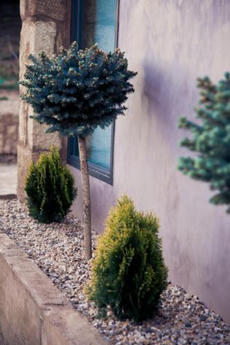 a small tree in a yard next to a building at Hotel Restaurante Masía la Torre in Mora de Rubielos