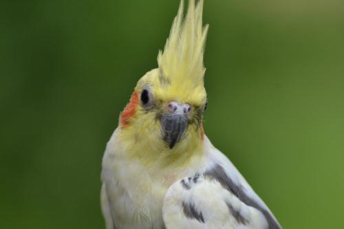 a bird with its wings up in the air at Pousada Romântica Serra da Mata in Penedo